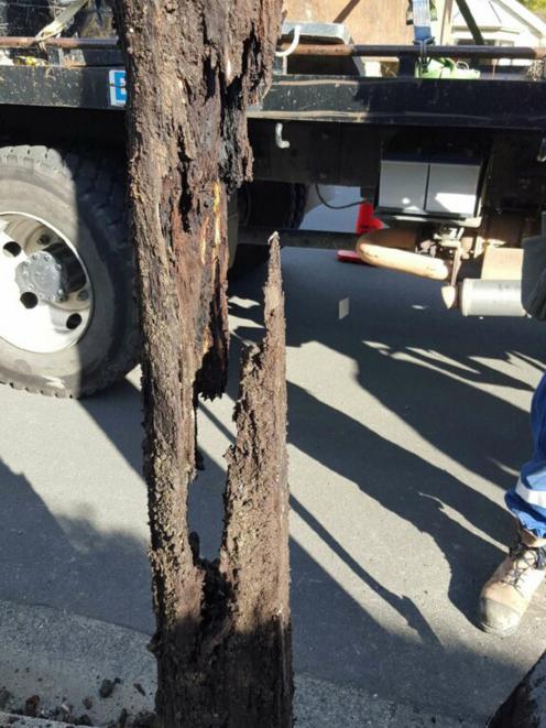 The rotted underground part of a dangerous pole removed by Delta staff in Dunedin last May. Photo supplied.