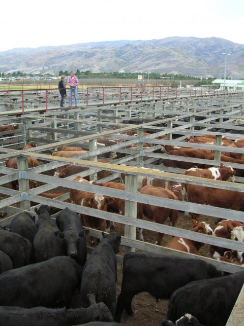 Haast farmers John and Kathy Nolan inspect cattle penned at the Cromwell Saleyards before selling...