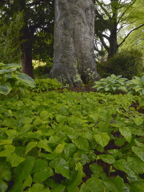 Fruit from the Fagus sylvatica is germinating en masse. Photo: Gerard O'Brien.