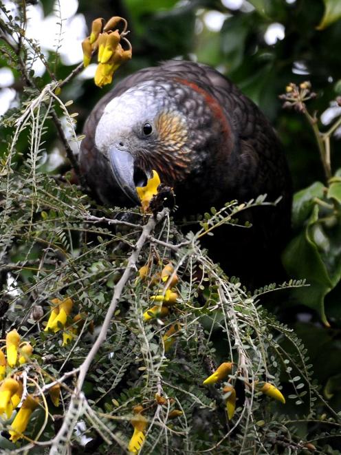 An unbanded kaka on a property on McMaster Rd, Scroggs Hill. Photo: Stephen Jaquiery.