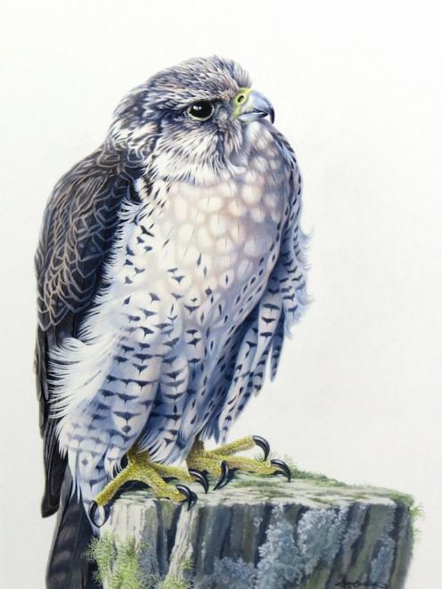 Peregrine Falcon, by Karen Baddock.
