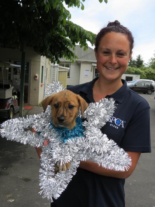SPCA Otago animal care manager Hannah Hunsche, holding an SPCA puppy for adoption, encourages...
