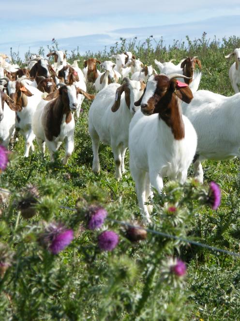 The Boer Goat Breeders Association is aiming to encourage more people to get involved with the...