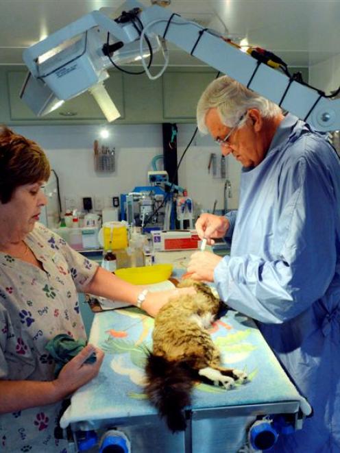 Veterinarian Alistar McKellow and his vet-nurse wife Susan McKellow spay a cat in a mobile...