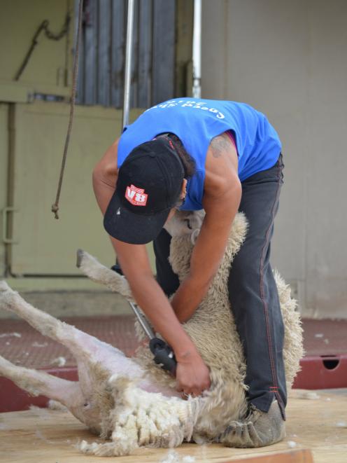 A shearer hard at work at last year's speed shearing event at the Strath Taieri Hotel. Photo supplied.