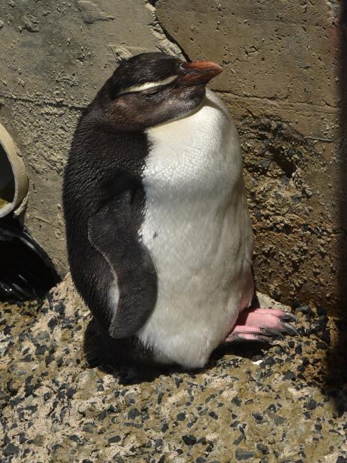 The Fiordland crested penguin that had been residing near the St Clair Hot Salt Water Pool has...