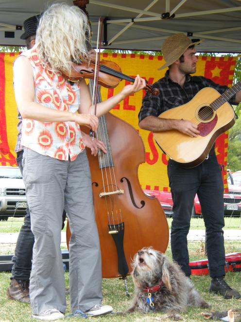 Lula the labradoodle joins in with Dunedin's Valley Bluegrass at an operating day at Hayes...