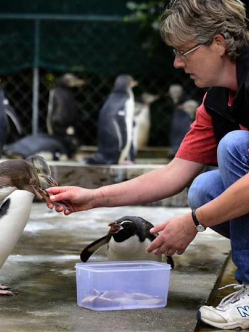 Dr Hiltrun Ratz feeds yellow-eyed penguin chicks as a snares penguin (centre) tries to muscle in...