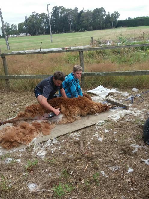 Waimate High School year 9 agriculture pupils Matthew Scarlet (left) and Rhys Charles help shear Mo, one of the school's resident alpacas. Photo supplied.