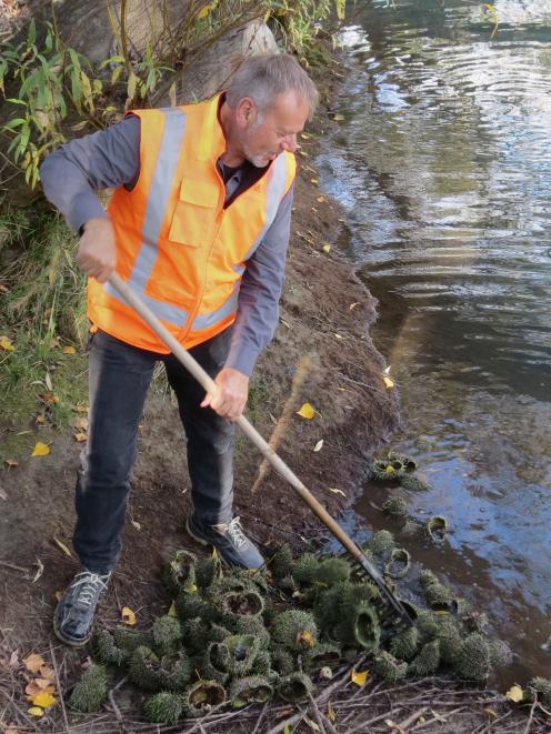 Asplundh contract manager Alan Marshall drags kina shells out of the Clutha River in Alexandra. The Ministry for Primary Industries is asking anyone with information about the dumping to contact them. Photo by Yvonne O'Hara.