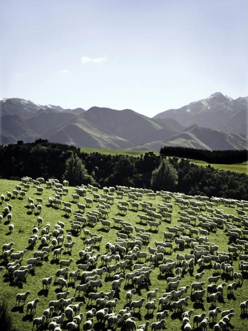 PHOTO: BEEF AND LAMB NEW ZEALAND