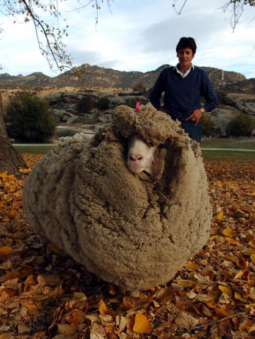 Hermit sheep Shrek with his six-year fleece in 2004. Photo: Stephen Jaquiery.