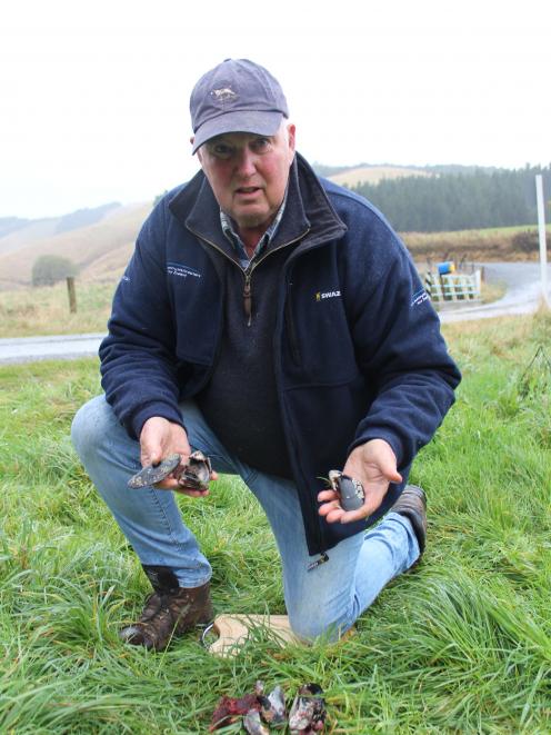 Geoff Kitto is upset tourists have been dumping live mussels after taking them from the beach. He believes there needs to be better signs explaining the maritime and catchment laws at beaches. Photo: Samuel White.