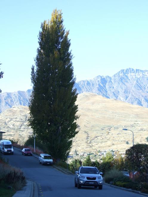 The two poplar trees at the corner of Panorama Tce and Maxwell Pl on Queenstown Hill. Photo: Guy...