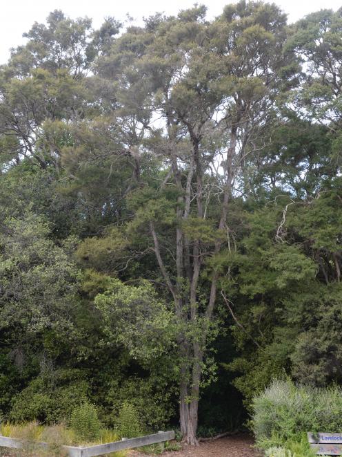 A kanuka tree in Dunedin Botanic Garden. Photo: Linda Robertson.