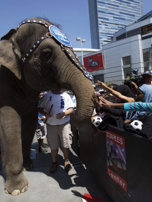 File photo of Kelly Ann, an elephant from Ringling Bros. and Barnum & Bailey circus, being petted...