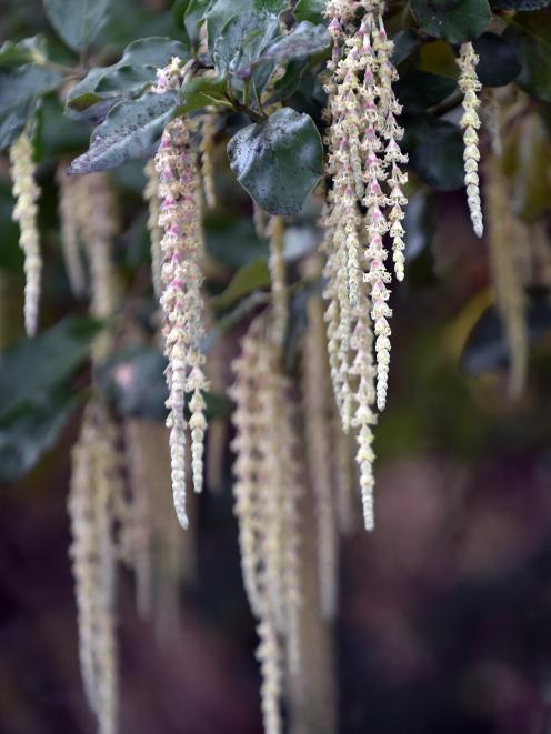 Garrya elliptica ‘James Roof’. Photo: Peter McIntosh.