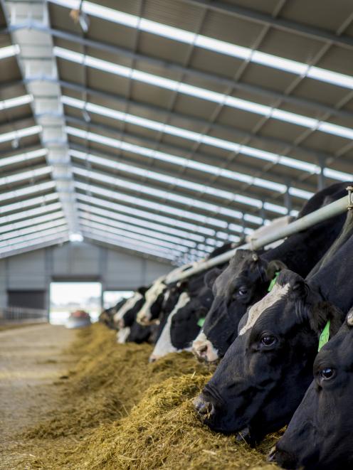 Cows feeding from a barn at Lyndsay and Alison Trounce's Seadown farm, where they will continue to milk over winter. Photo: Supplied