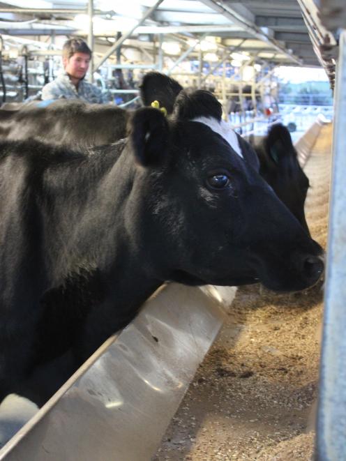 Tisbury dairy farmer Shaun Goble watches his cows tuck into palm kernel mix in the cow shed. Photo: Nicole Sharp