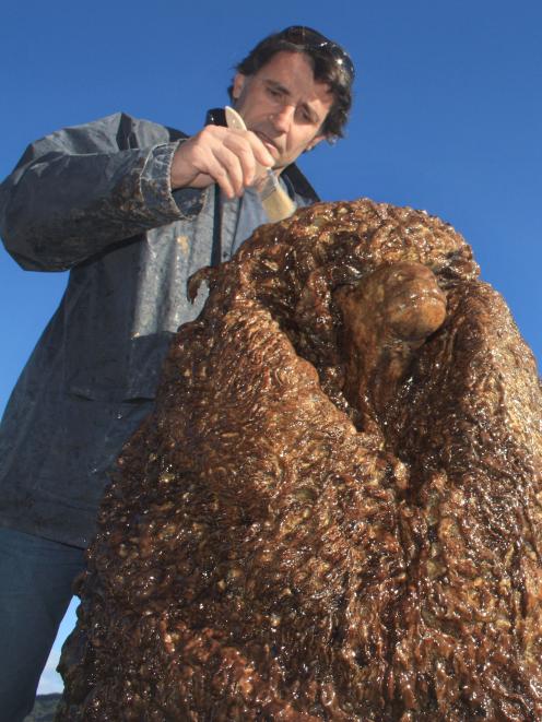 Wanaka sculptor and artist Minhal Al Halabi works on a sculpture of Shrek the Sheep in a sheep...