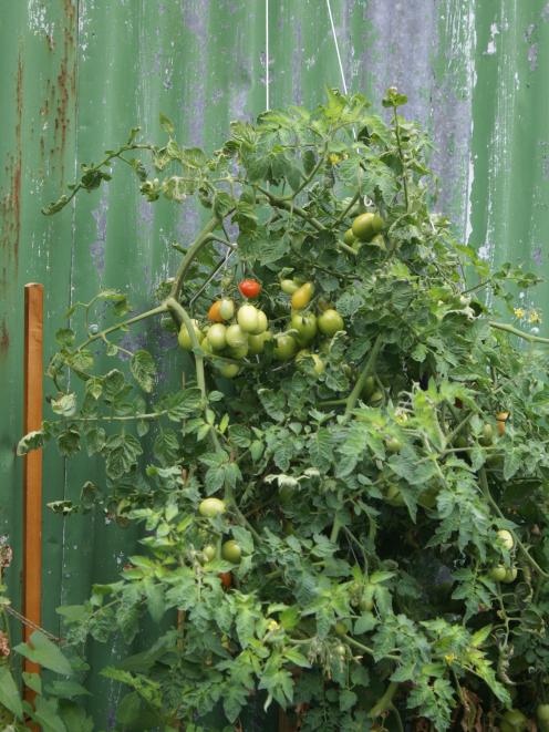 Harvest green tomatoes and store them indoors. Photo: Rachael Comer.