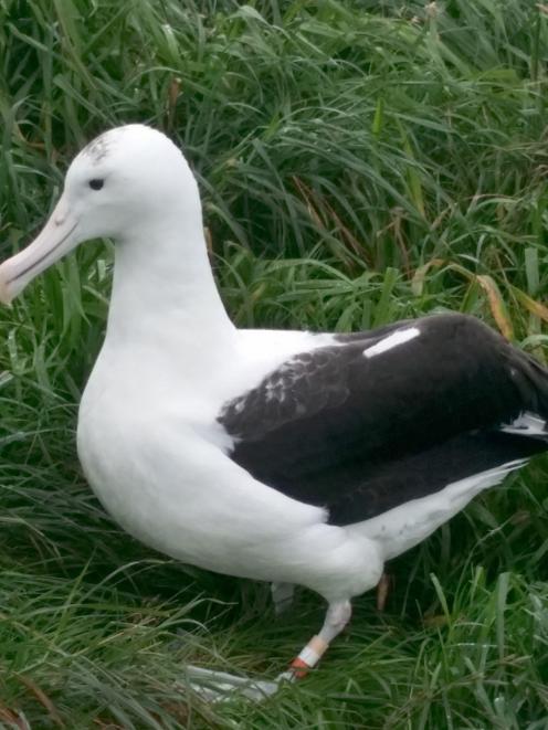 Royal albatross Yellow White Orange (YWO) takes a well-earned rest at Taiaroa Head after arriving...