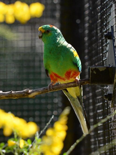 A male mulga parrot (Psephotellus varius) in the aviary. Photo: Linda Robertson