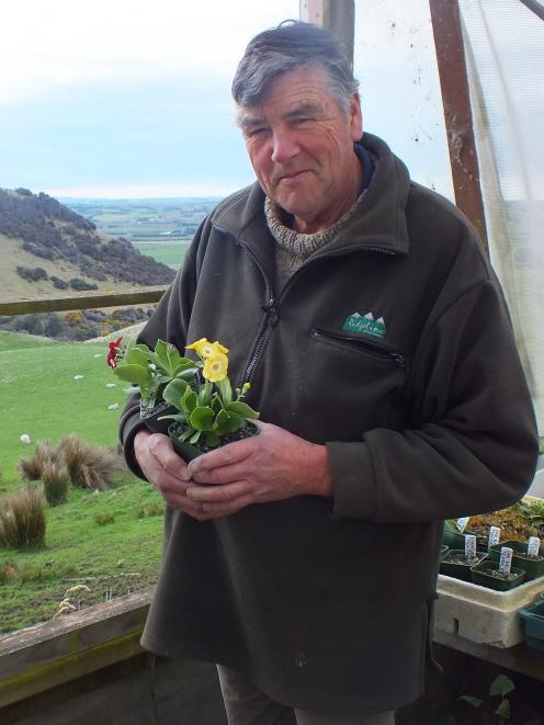 Peter Salmond holds one of Hokonui Alpines’ auriculas, one of this year’s big sellers. Photo: Gillian Vine Peter Salmond holds one of Hokonui Alpines’ auriculas, one of this year’s big sellers. Photo: Gillian Vine