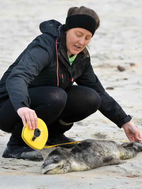 Niwa researcher Dr Krista Hupman measures the newborn leopard seal pup at St Kilda Beach yesterday. Photo: Stephen Jaquiery