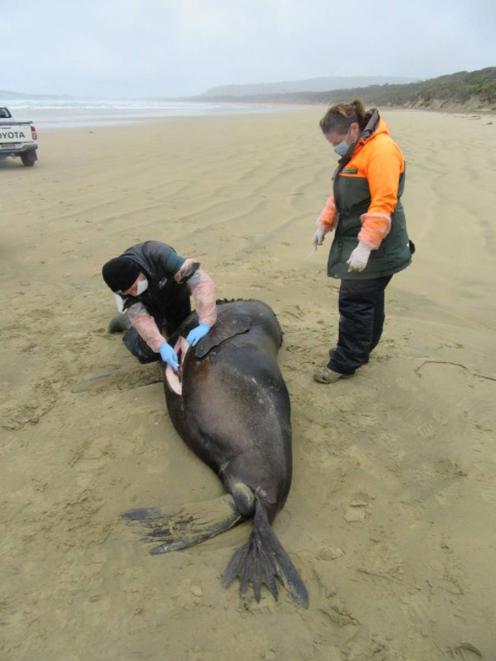 Someone shot this sea lion on a Southland beach on Sunday. Photo / Department of Conservation Someone shot this sea lion on a Southland beach on Sunday. Photo / Department of Conservation