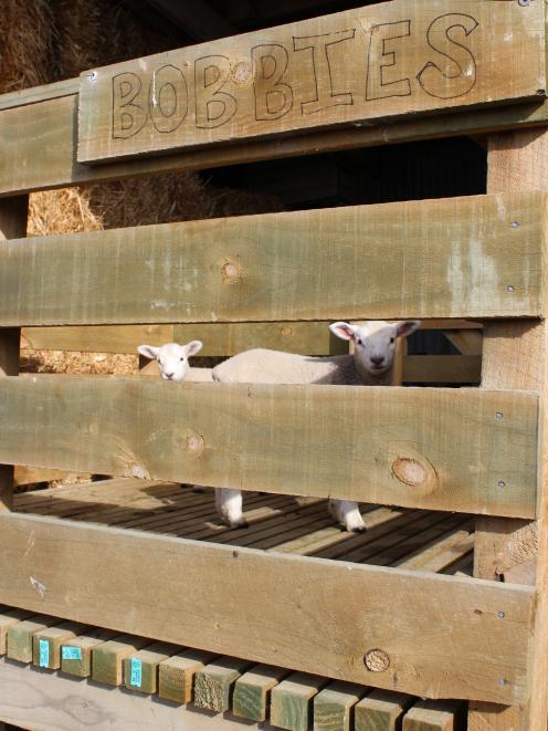 With the Eade family's bobby calf loading pen getting little use, the family's two pet lambs enjoyed a short stay over last week. Photo: Nicole Sharp