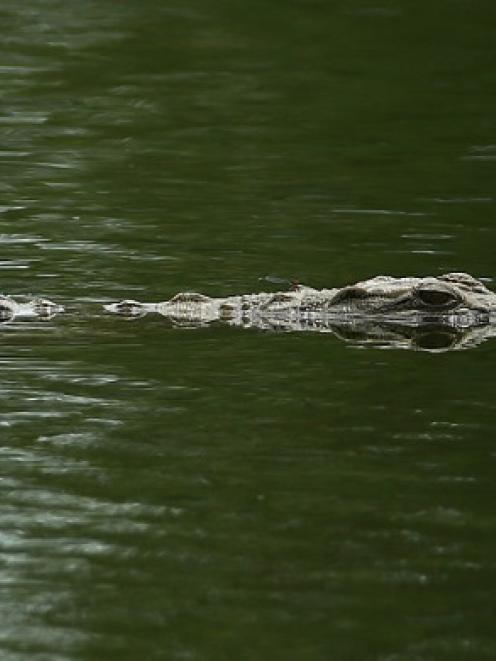 A crocodile capsizing a boat is a "highly bizarre situation". Photo: Getty Images