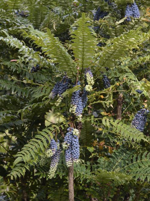 Mahonia lomariifolia. Photo: Gerard O'Brien