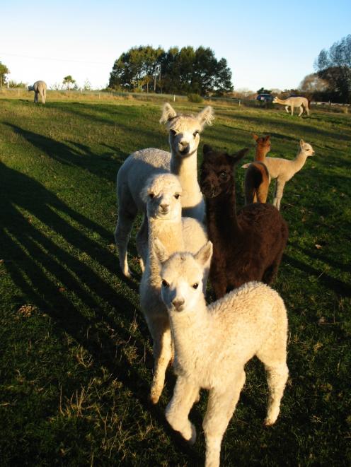 The livestock at Otaio Bridge Alpacas are named after native plants. Supplied photo