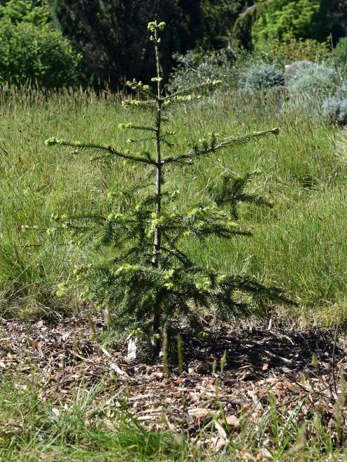 Look after small trees by clearing the ground around them. Photo: Peter McIntosh