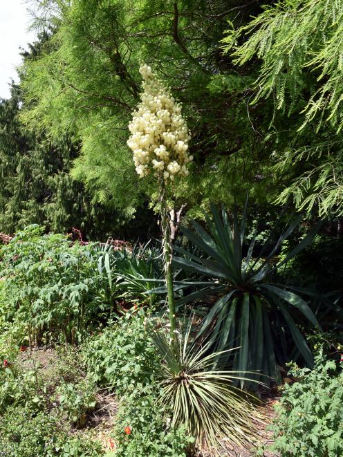 Hesperoyucca whipplei, formerly known as Yucca whipplei. Photo: Gregor Richardson