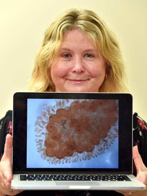 University of Otago researcher Dr Megan Wilson displays an image of a sea squirt colony,...