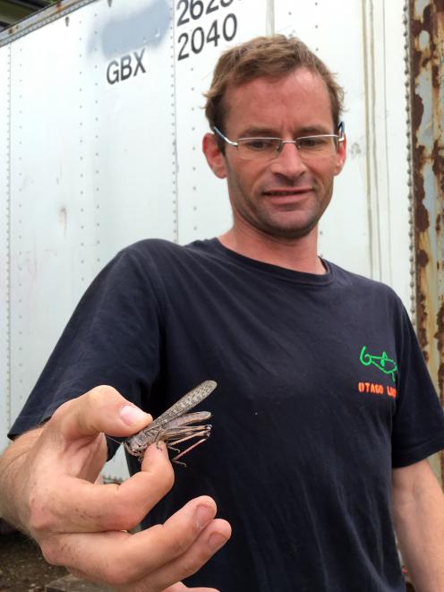 Otago Locusts founder Malcolm Diack shows alocust on his Dunedin farm at Lookout Point. PHOTO: SHAWN MCAVINUE Otago Locusts founder Malcolm Diack shows alocust on his Dunedin farm at Lookout Point. PHOTO: SHAWN MCAVINUE