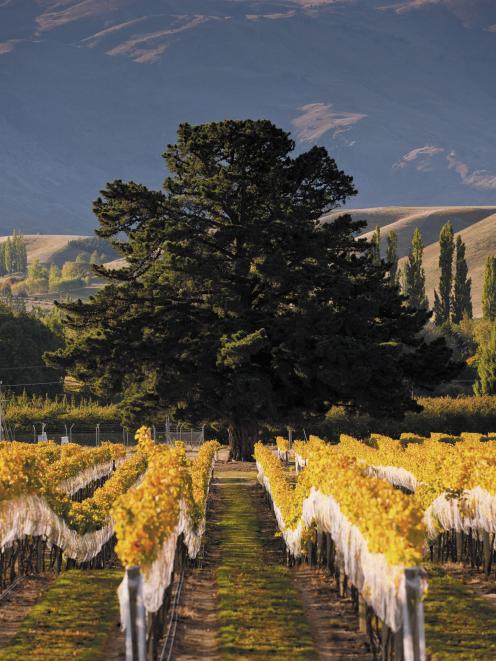 A plan change has been sought to allow residential subdivision on the Wooing Tree vineyard site...