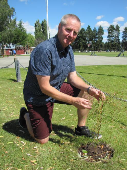 Retiring long-serving Terrace Primary School principal Garry Anderson (63) looks at part of a kowhai grove planted in his honour. Mr Anderson had his last day with children at the school this week, after a 25-year tenure as principal. Photo: Pam Jones