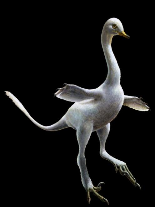 Artist's reconstruction image of a dinosaur named Halszkaraptor escuilliei. Photo: Lukas Panzarin/Handout via Reuters Artist's reconstruction image of a dinosaur named Halszkaraptor escuilliei. Photo: Lukas Panzarin/Handout via Reuters