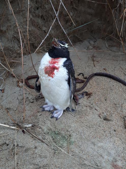 The moulting Snares crested penguin at Kakanui after the dog attack on January 18. It was sent to Dunedin's wildlife hospital but died. Photo: Supplied