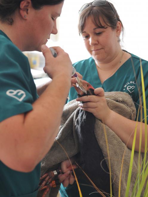 Vet nurse Angelina Martelli holds Widget the takahe while wildlife vet Lisa Argilla pries open the bird's mouth so it can be given supplements and painkillers at the Wildlife Hospital in Dunedin yesterday. Photo: Christine O'Connor