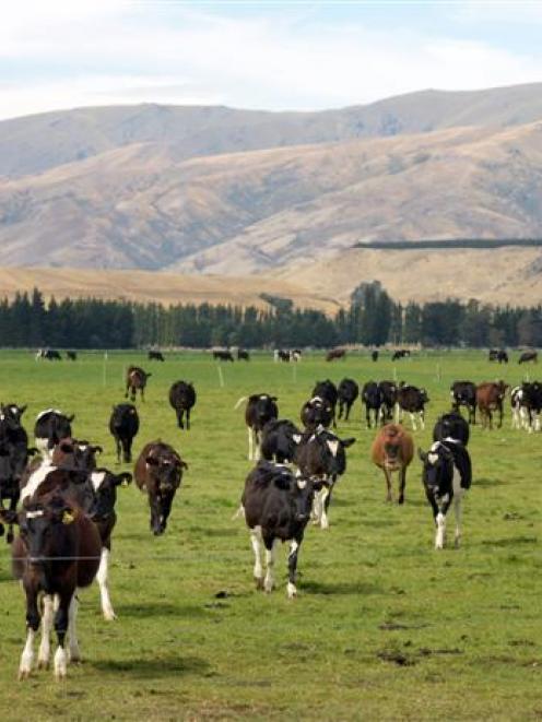 The Fonterra result has been welcomed by drought-affected farmers. Photo by Stephen Jaquiery.