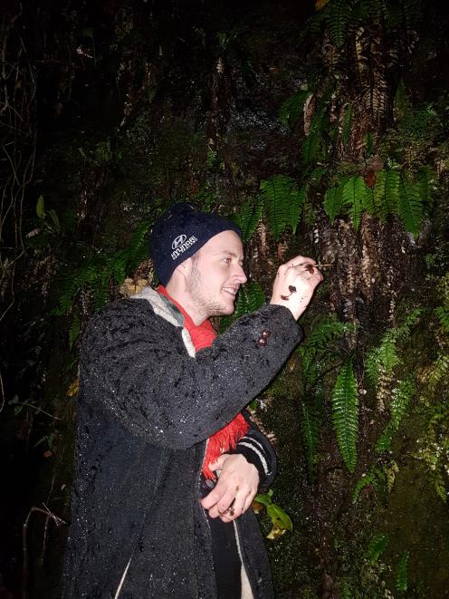 Dr Oliver Watkins undertakes glow-worm field work in  Dunedin.