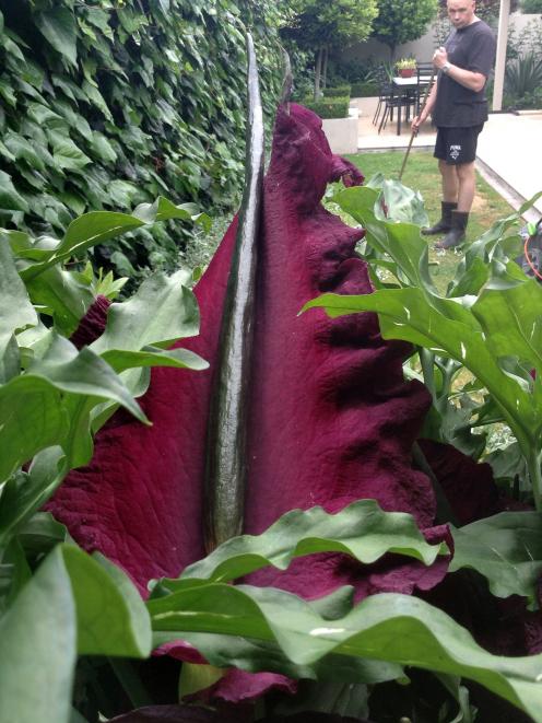 John de Malmanche's son-in-law, Greg Norton, carefully engages in some gardening a fair way away from the smelly Dracunculus vulgaris in their Fendalton, Christchurch, garden. Photo: Supplied