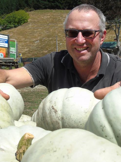 Teviot Valley pumpkin grower Darryl Peirce looks over his crown pumpkins, which have ripened a...