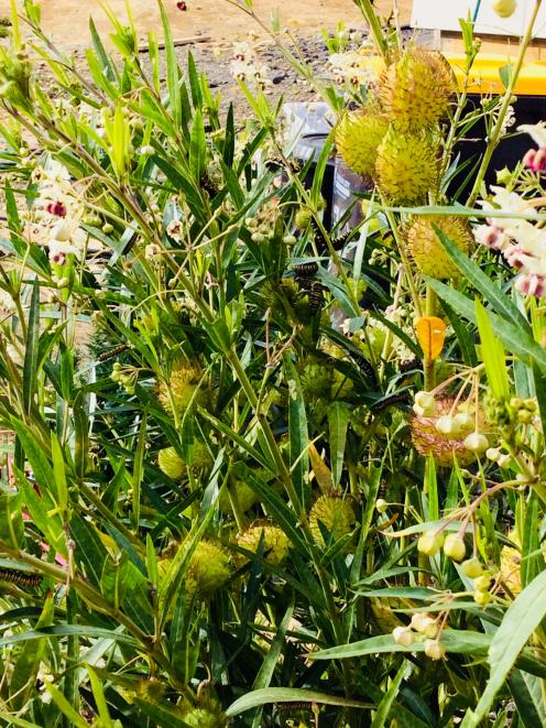 There won't be much left of the Campbell's swan plant at Macandrew Bay at the rate these monarch butterfly caterpillars are munching through it. Photo: Supplied