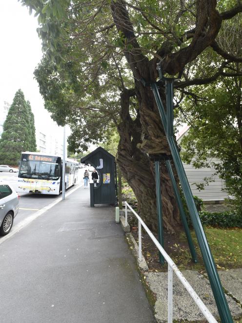 It has been pruned so mercilessly to avoid touching buses, it has almost been sliced in two. 