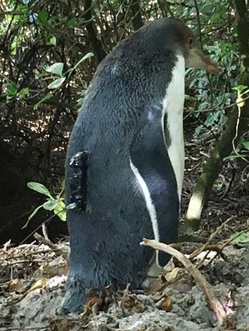 The juvenile yellow-eyed penguin is one of 23 birds University of Otago researchers have fitted...